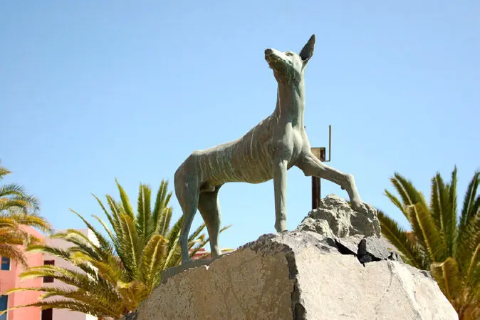 Audioführung für Puerto del Rosario - Der Kanarische Jagdhund