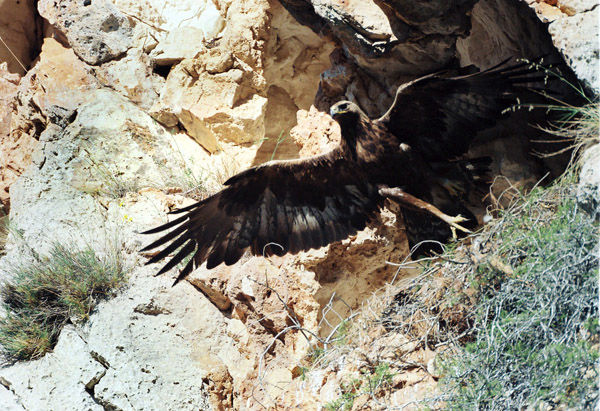 Audioführung Cabañeros Royal Eagle