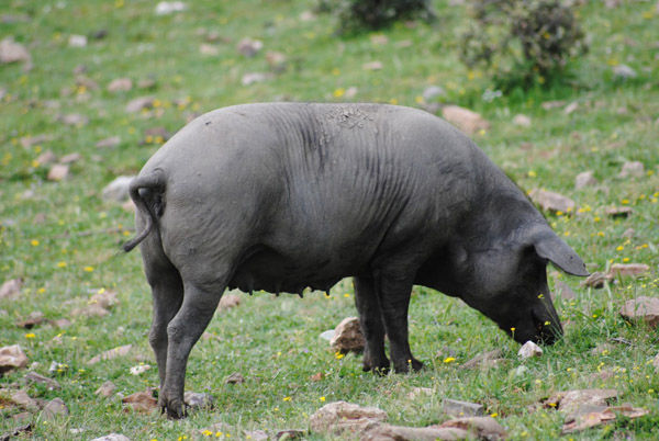 Audioführung Cabañeros Iberische Schwein