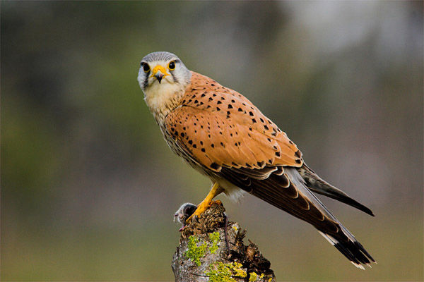 Audioführung Cabañeros Kestrel 