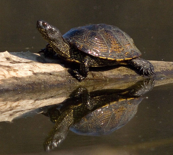 Audioführung Cabañeros Europäische Schildkröte