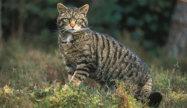 Audioführung Cabañeros Wildkatze