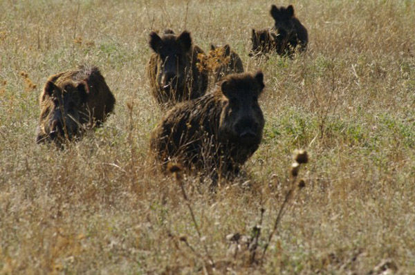 Audioführung Cabañeros Wildschweine