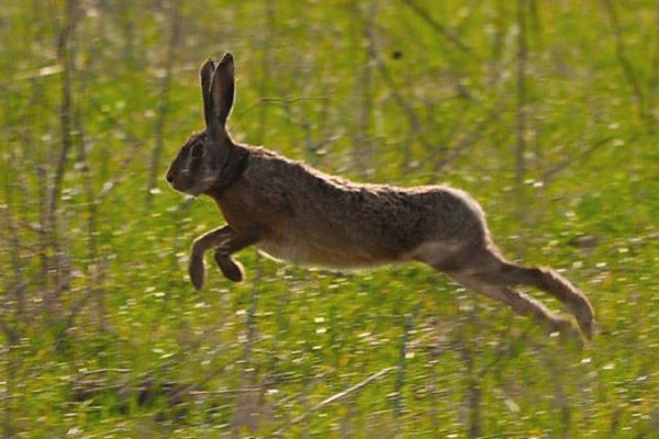 Audioführung Cabañeros hase