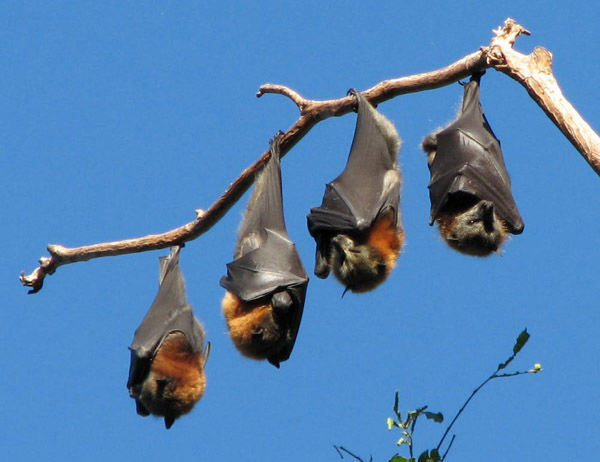 Audioführung Cabañeros batty Seite des