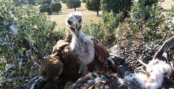 Audioführung Cabañeros Chick Imperial Eagle